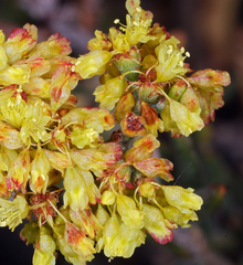 Eriogonum microtheca ambiguum