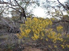 Acacia wilhelmiana