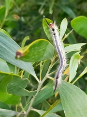 Nataxa flavescens
