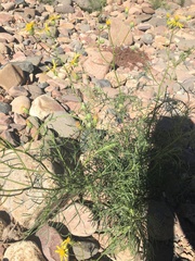 Senecio flaccidus monoensis