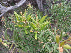 Grevillea aspera