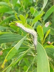 Nataxa flavescens