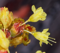 Eriogonum microtheca ambiguum