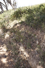 Anisodontea scabrosa