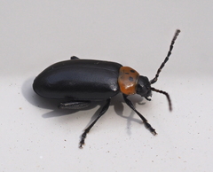 Disonycha triangularis