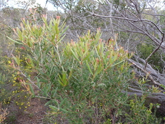 Grevillea aspera
