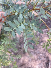 Acacia spectabilis