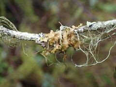 Tuckermanopsis chlorophylla