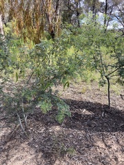 Acacia spectabilis