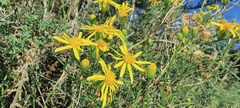 Senecio flaccidus monoensis