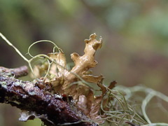 Tuckermanopsis chlorophylla