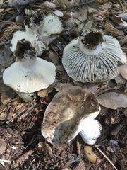 Russula densifolia