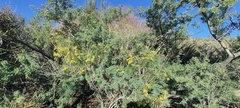 Senecio flaccidus monoensis