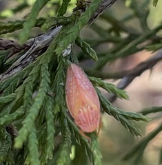 Gyponana gladia
