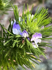 Psoralea pinnata
