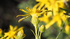 Senecio flaccidus monoensis