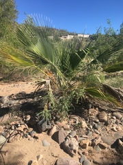 Washingtonia filifera