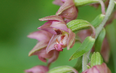 Epipactis atrorubens