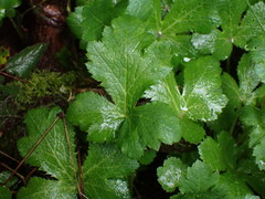 Sanicula crassicaulis