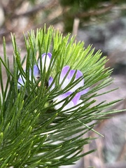 Psoralea pinnata