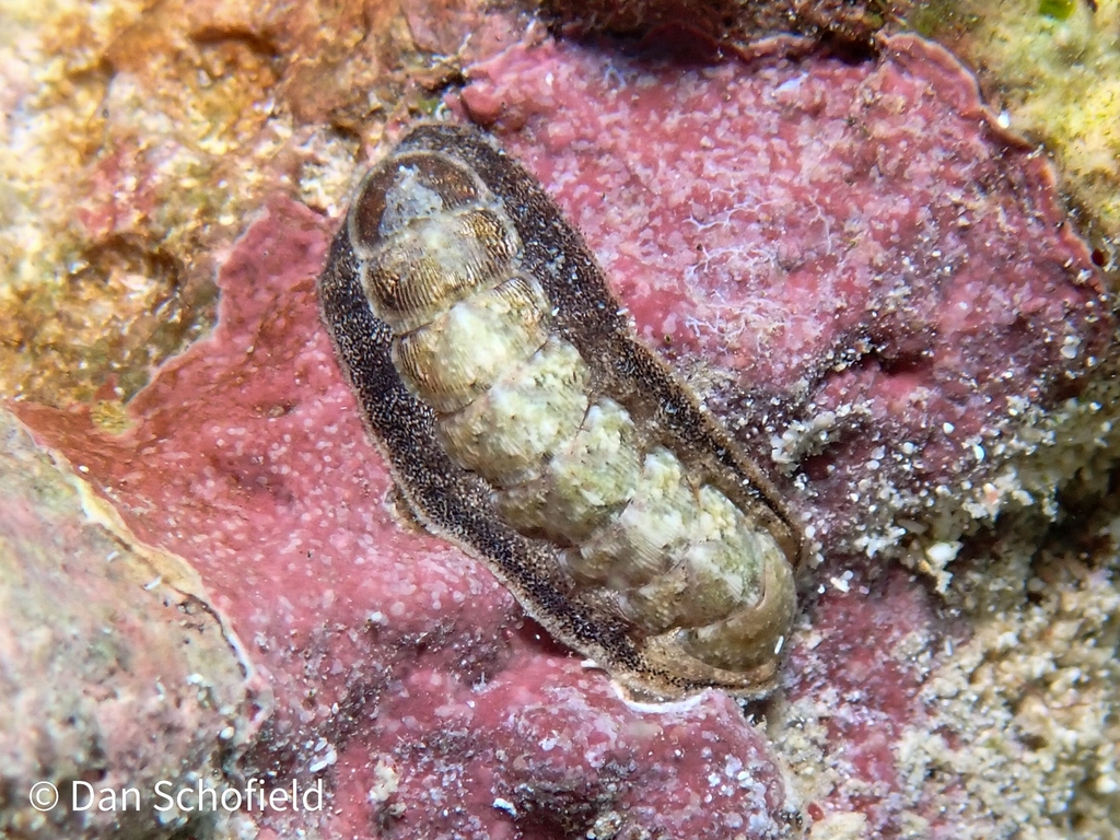 Caribbean Slender Chiton