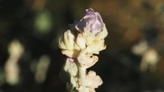 Malacothamnus enigmaticus