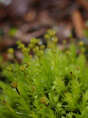 Aulacomnium androgynum