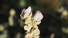 Malacothamnus enigmaticus