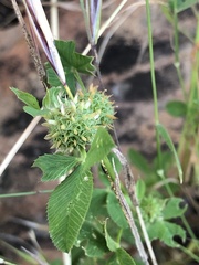 Trifolium glomeratum