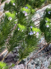 Psoralea pinnata