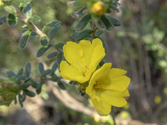 Hibbertia sericea