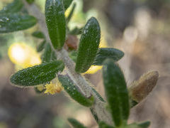 Hibbertia sericea