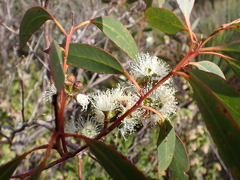Eucalyptus diversifolia