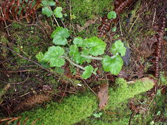 Tellima grandiflora