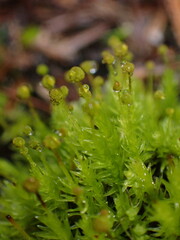 Aulacomnium androgynum