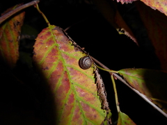 Hygromia cinctella