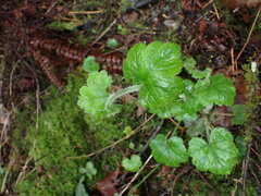 Tellima grandiflora
