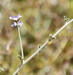 Psoralea hirta
