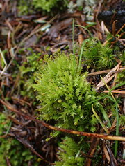 Aulacomnium androgynum