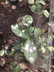 Erysiphe euonymicola