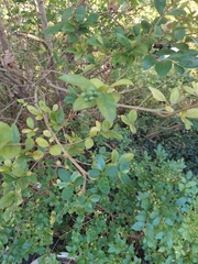 Ligustrum obtusifolium