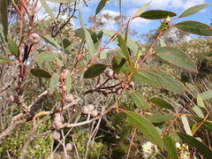 Eucalyptus diversifolia