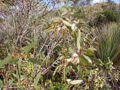 Eucalyptus diversifolia