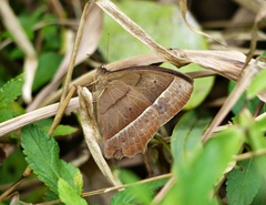 Taygetis tripunctata
