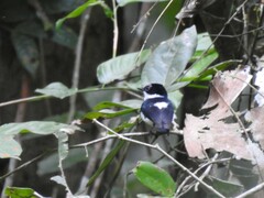 Platysteira castanea