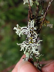 Hypogymnia tubulosa