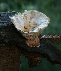 Polyporus