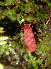 Punicealis hamata