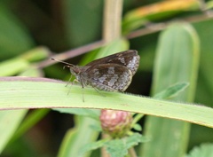 Ginungagapus schmithi