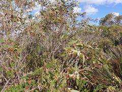 Eucalyptus diversifolia